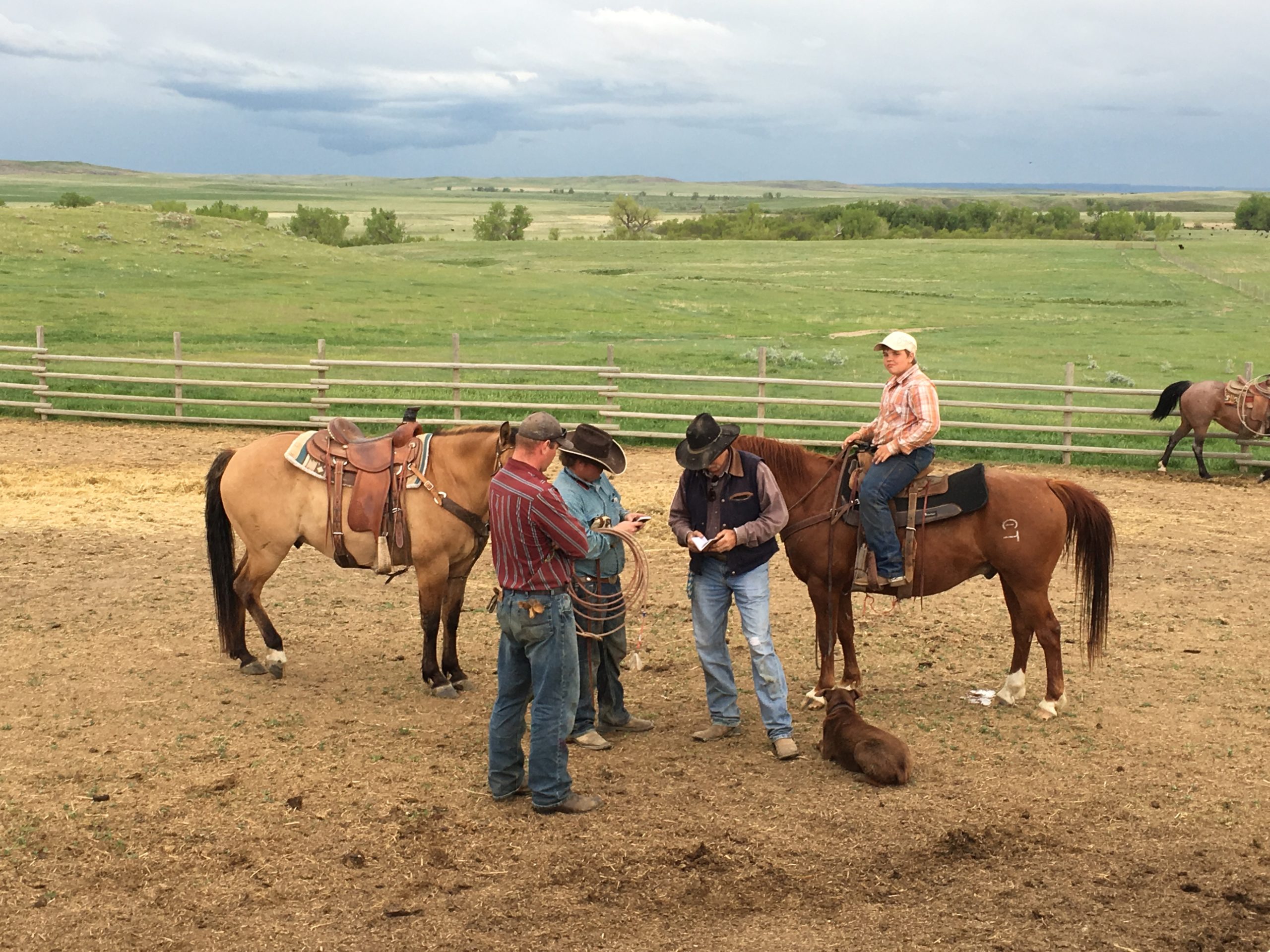 Northeast Wyoming Ranch Horses