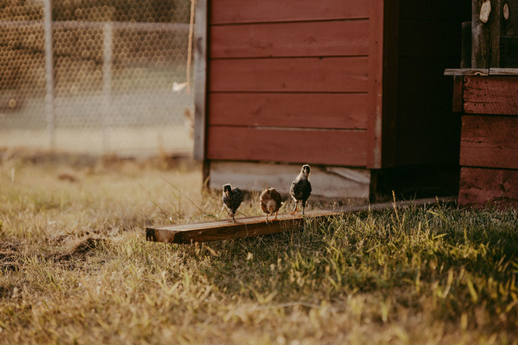 Farm fresh eggs