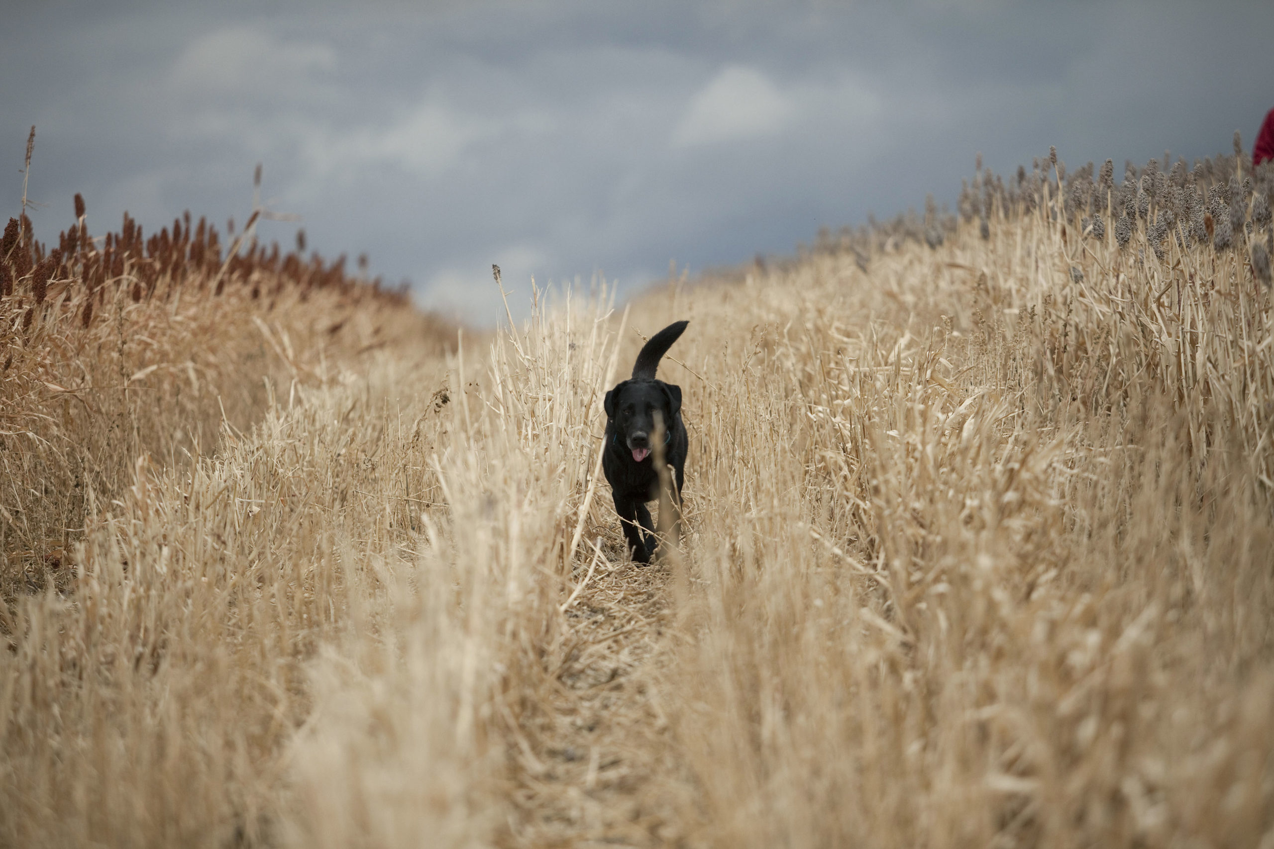 Pheasant Hunting Lodge